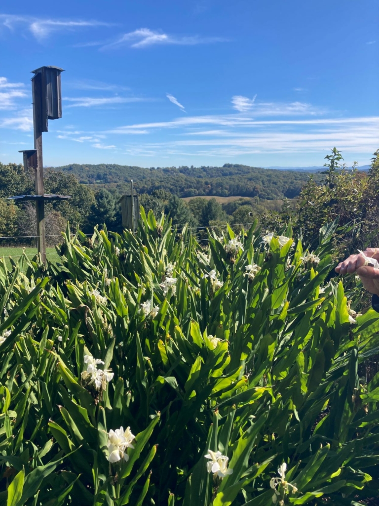 Pictured Just a few of the many handmade bird boxes placed throughout the property by Mr. Savage. 768x1024