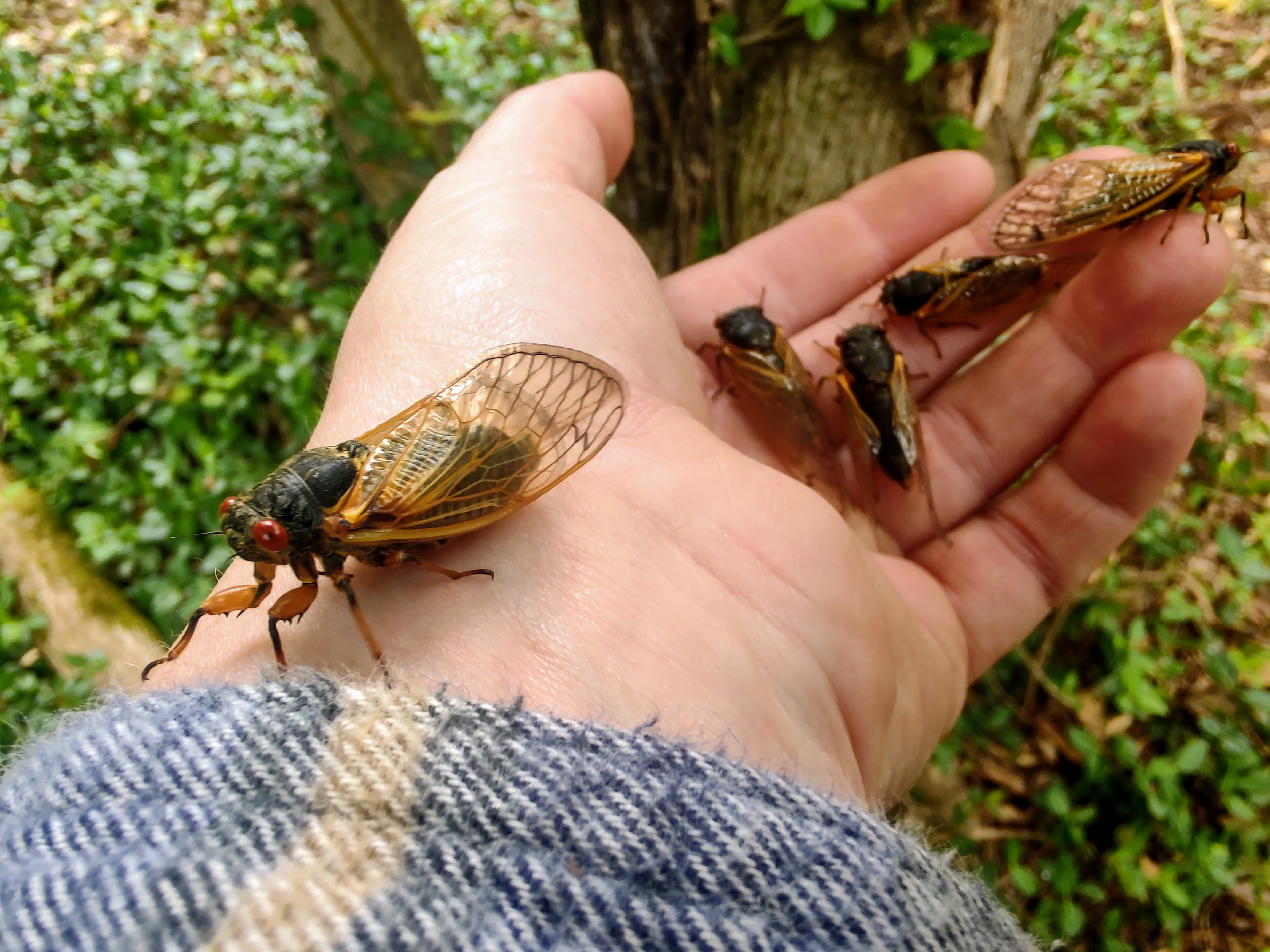 cicada 1 EVA
